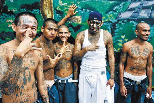 ms13